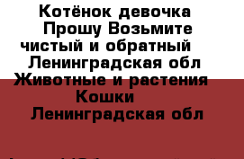 Котёнок девочка!!Прошу.Возьмите,чистый и обратный.  - Ленинградская обл. Животные и растения » Кошки   . Ленинградская обл.